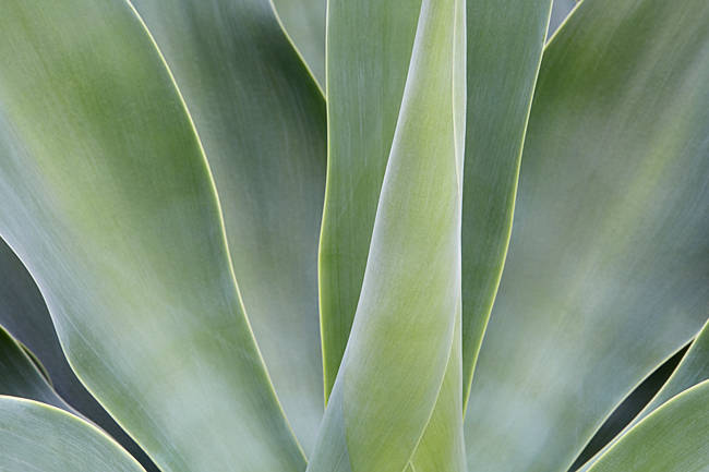 Macro photo of an agave
