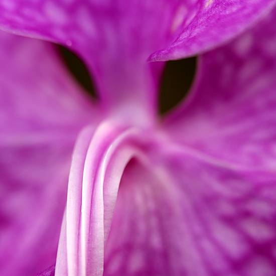 Close up photo of an orchid