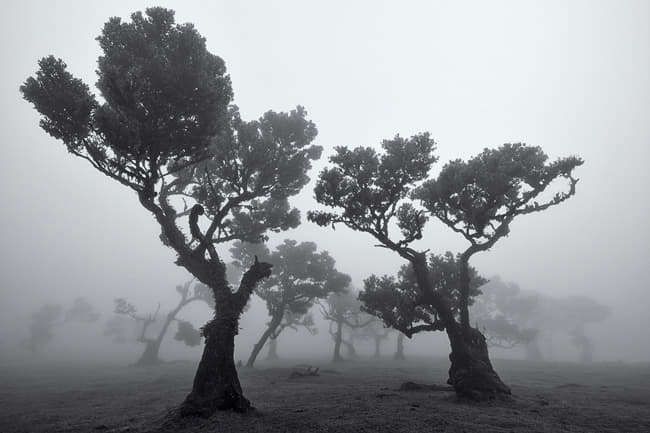 Monochrome image of madeira forest