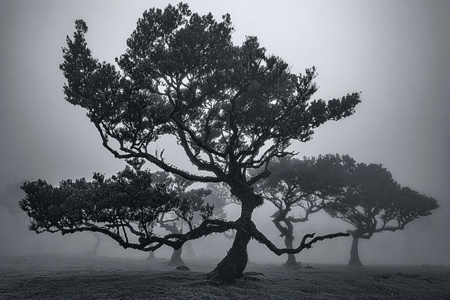Black and white image of madeira forest