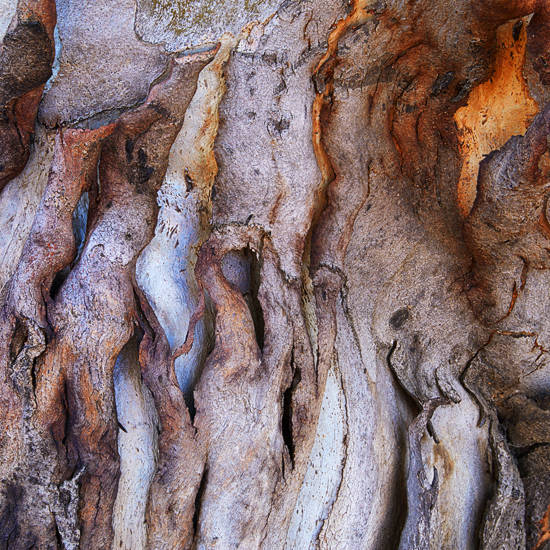 Tree bark close up photo at Rio Tinto